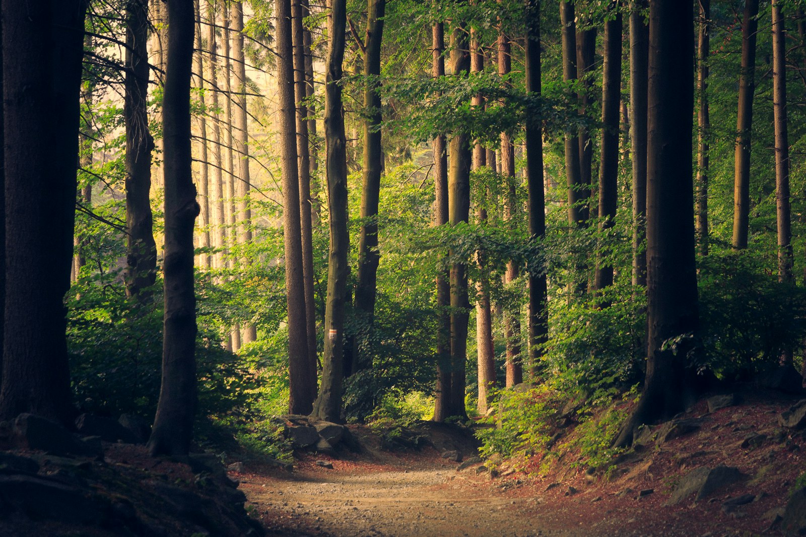 Forêt luxuriante, biodiversité préservée